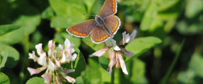 Brown argus butterfly on clover - Amy Lewis - Amy Lewis